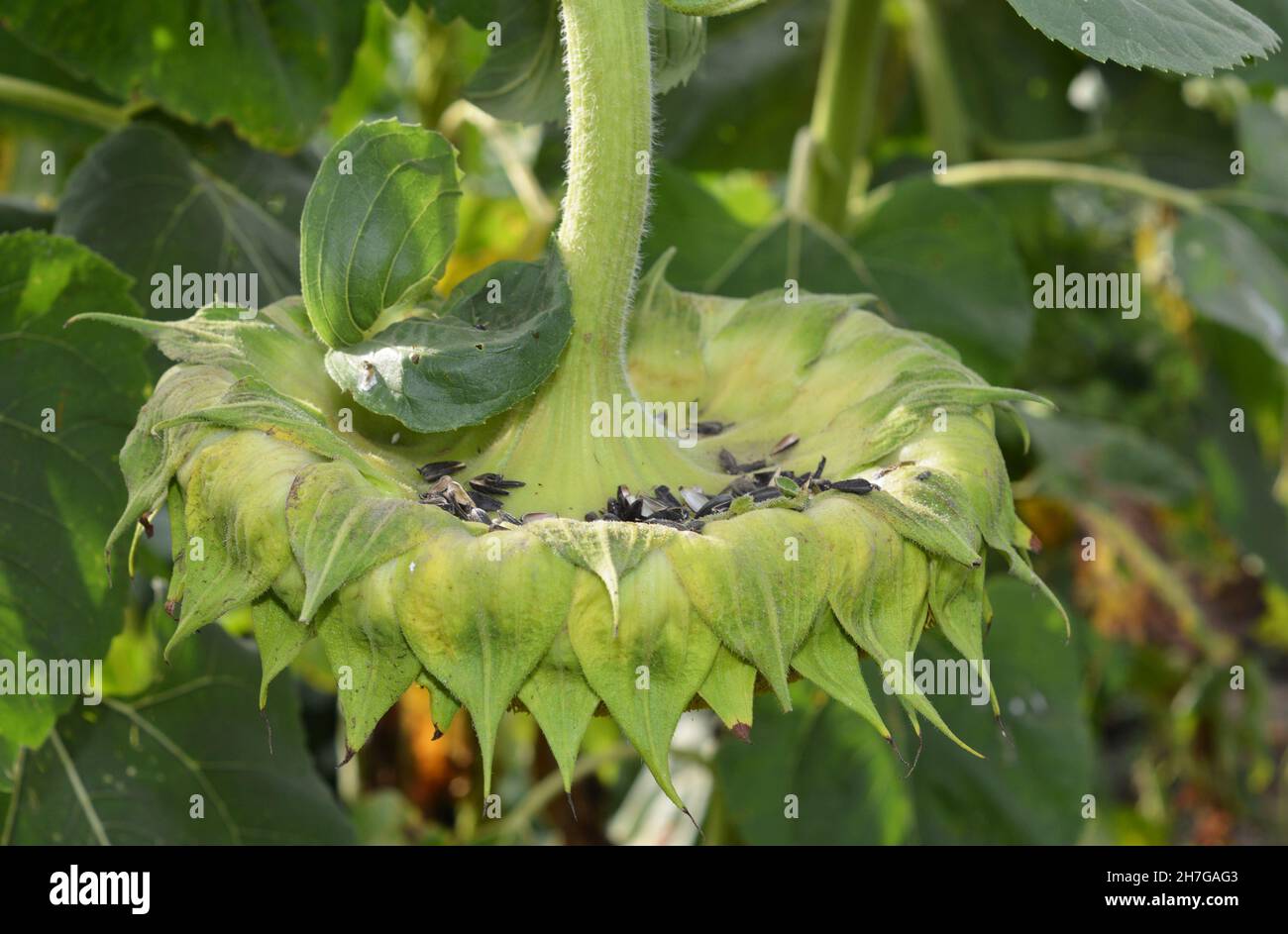 A ripening sunflower head with sunflower seed shells on it as a sign of