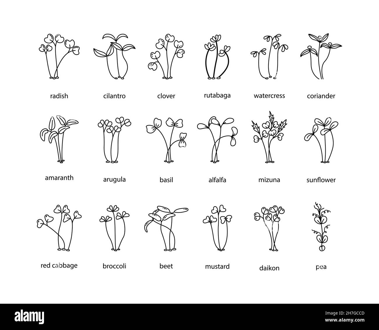 Vector set of microgreens illustrations. Healthy young seedlings. Healthy eco-friendly food. Outline Stock Vector