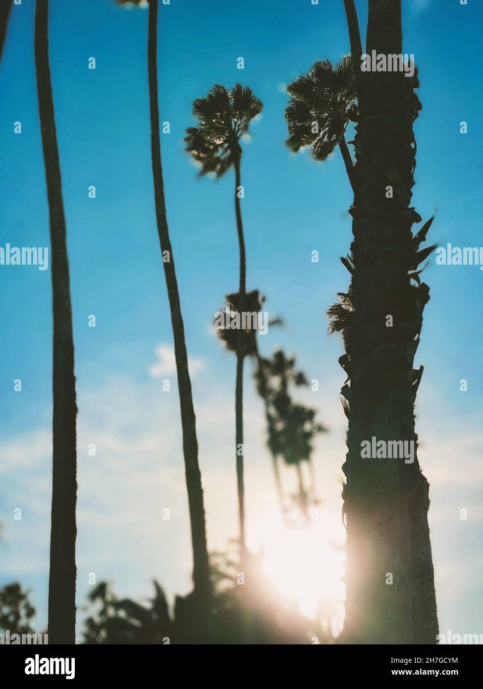 Vertical shot trees coast hi-res stock photography and images - Alamy
