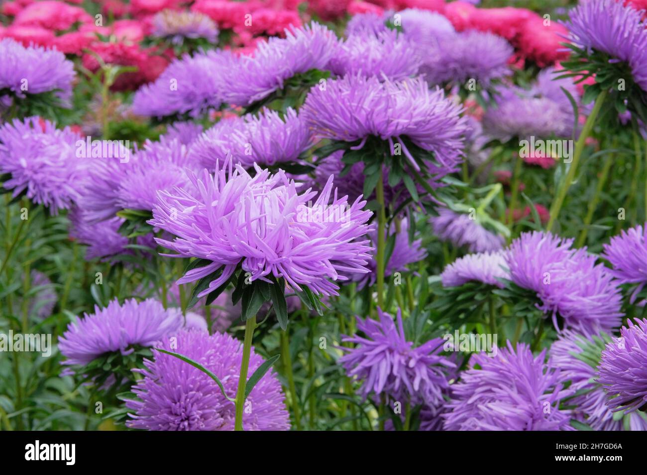Aster flower. Pink and purple Aster flowers macro closeup as a