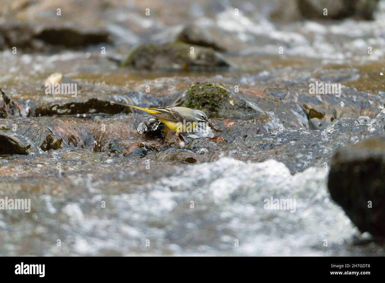 Grey Wagtail (Motacillia cinerea) male searching for food on hill stream Lower Saxony, Germany Stock Photo