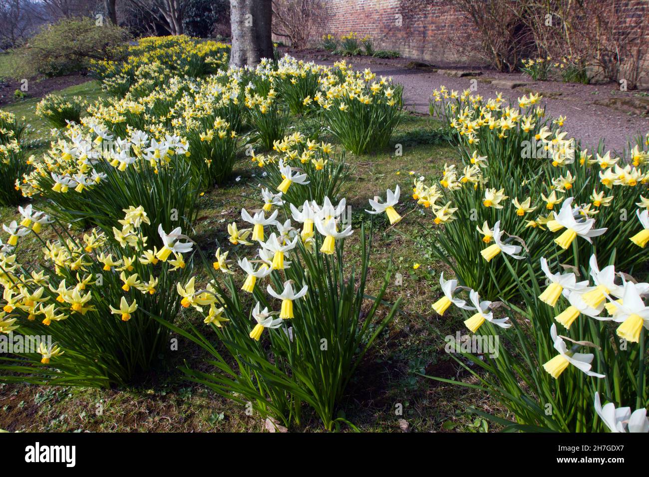 Daffodils, (Narcissus pseudonarcissus), flowering in walled garden, Northumberland, England. Stock Photo