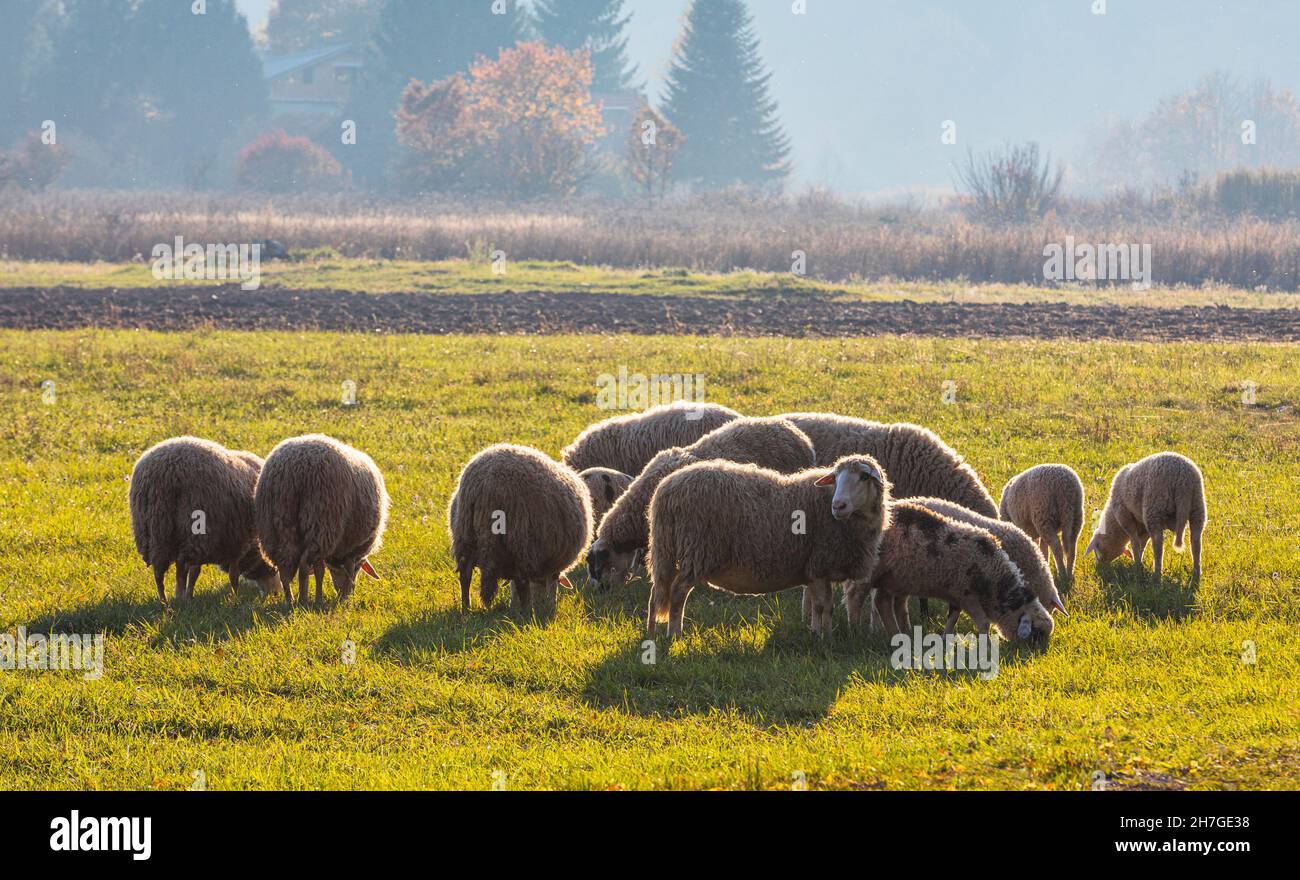 A heard of sheep on the meadow Stock Photo