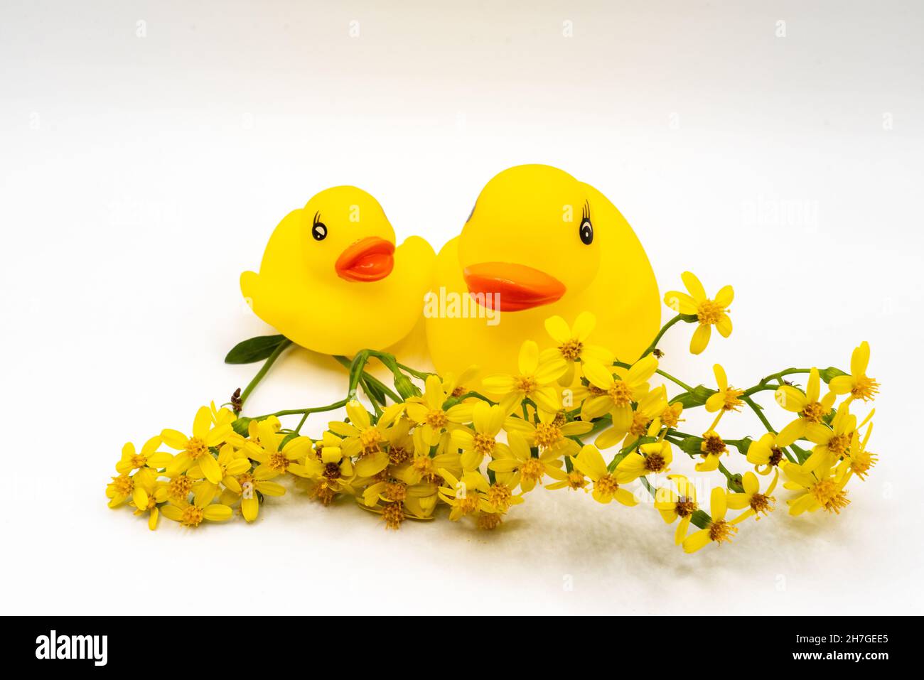Pair of yellow ducks with red beaks baby bath toy and yellow flowers isolated on white background Stock Photo