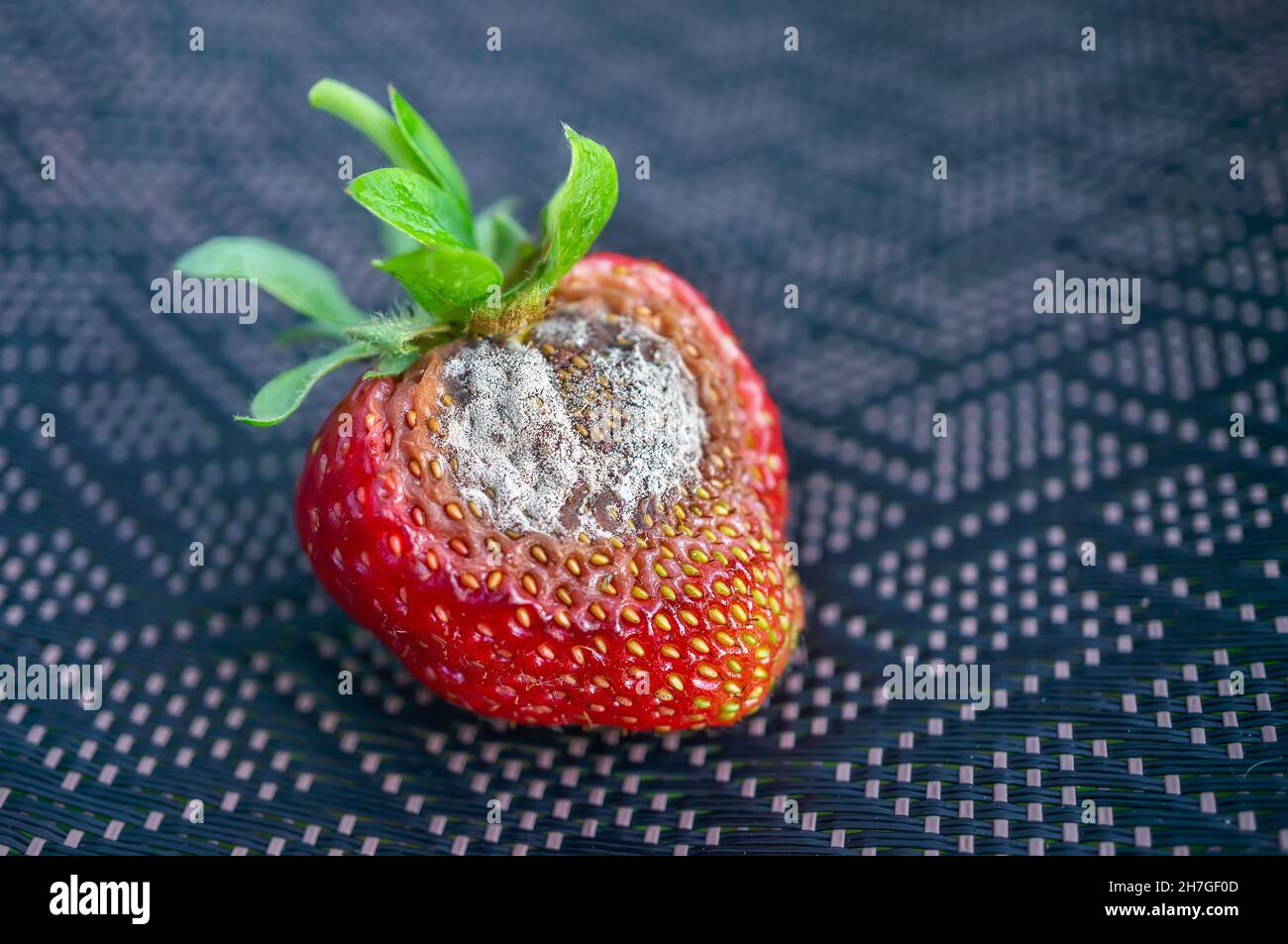 Strawberry berry with rot. Fungal diseases of fruits and other products. Stock Photo