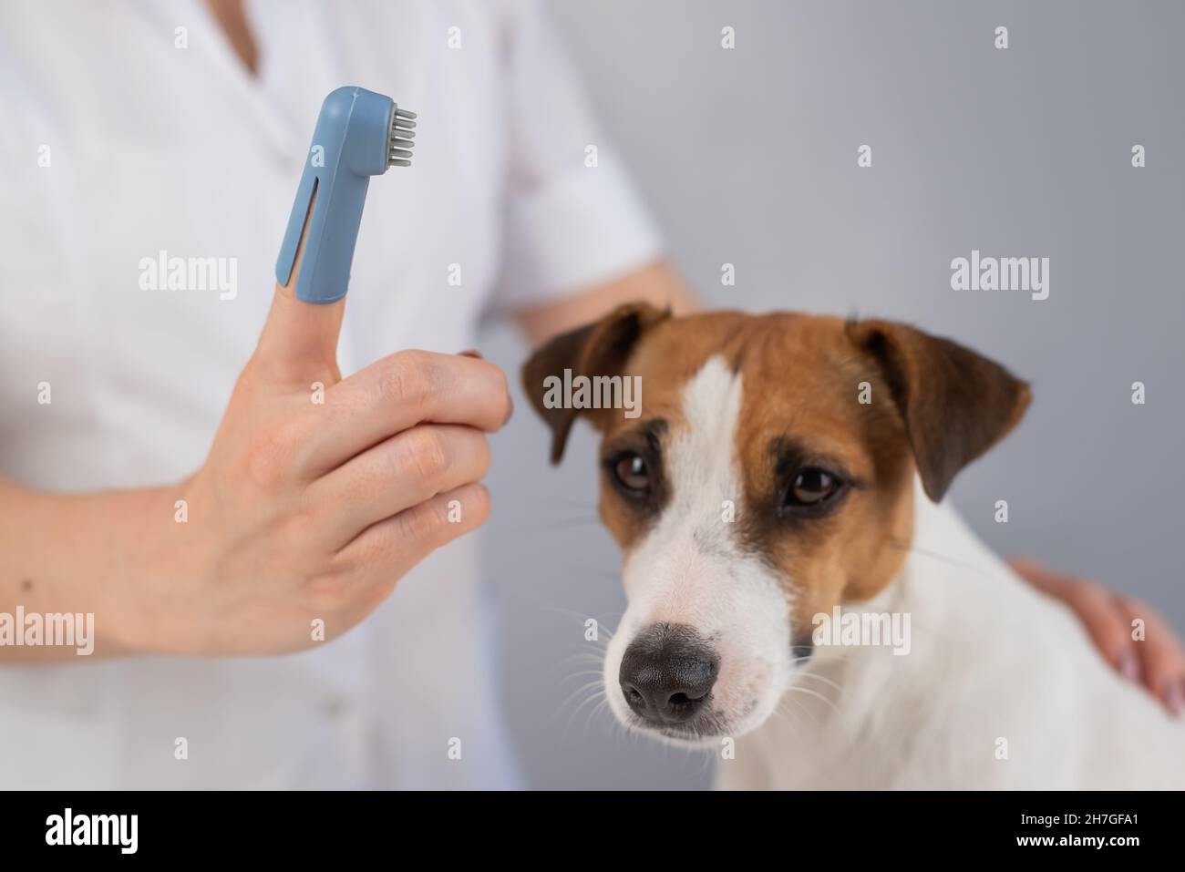 Woman veterinarian brushes the teeth of the dog jack russell terrier with a special brush
