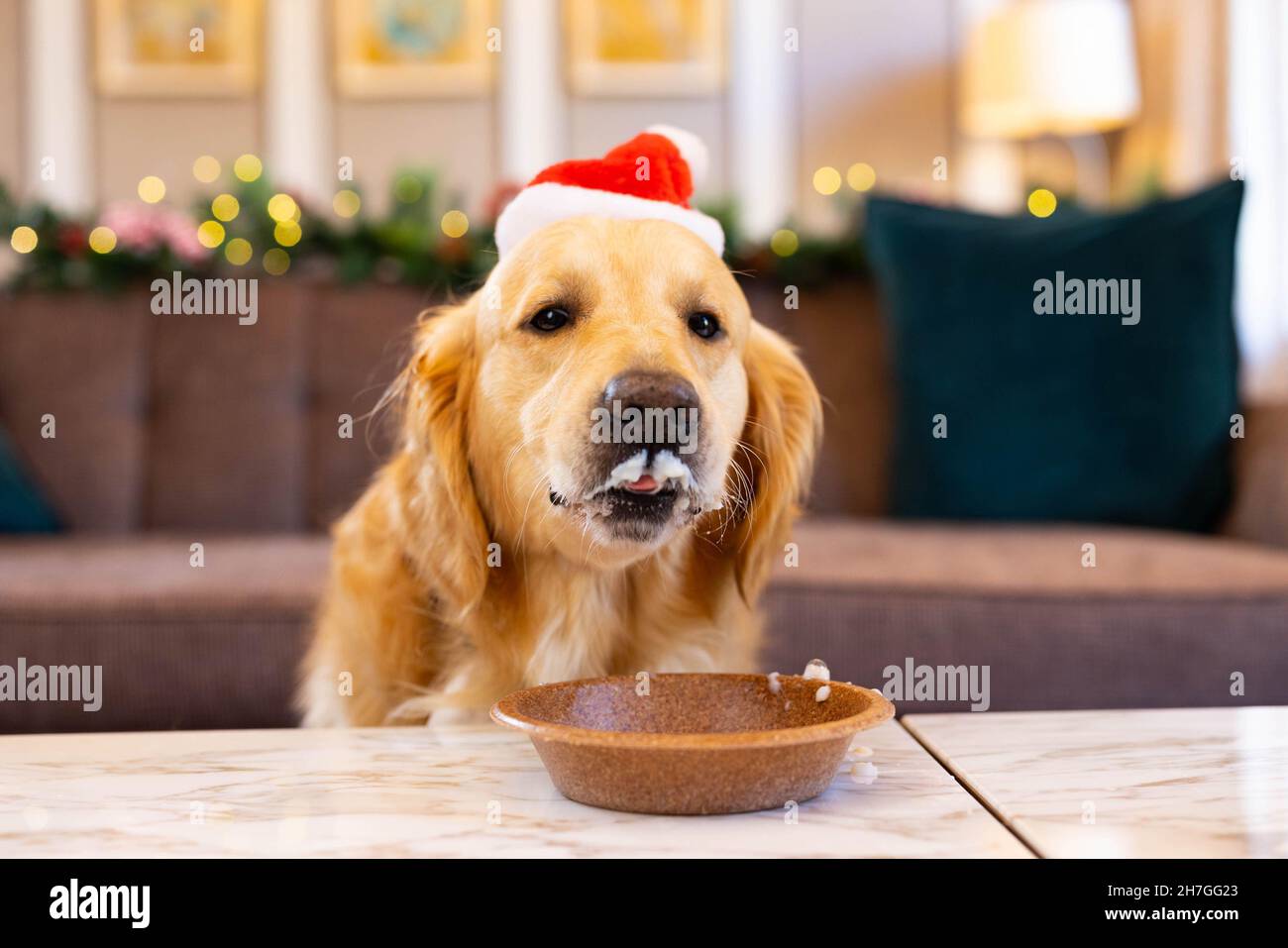 EDITORIAL USE ONLY Golden Retriever Boris gets ready to sample Hilton's