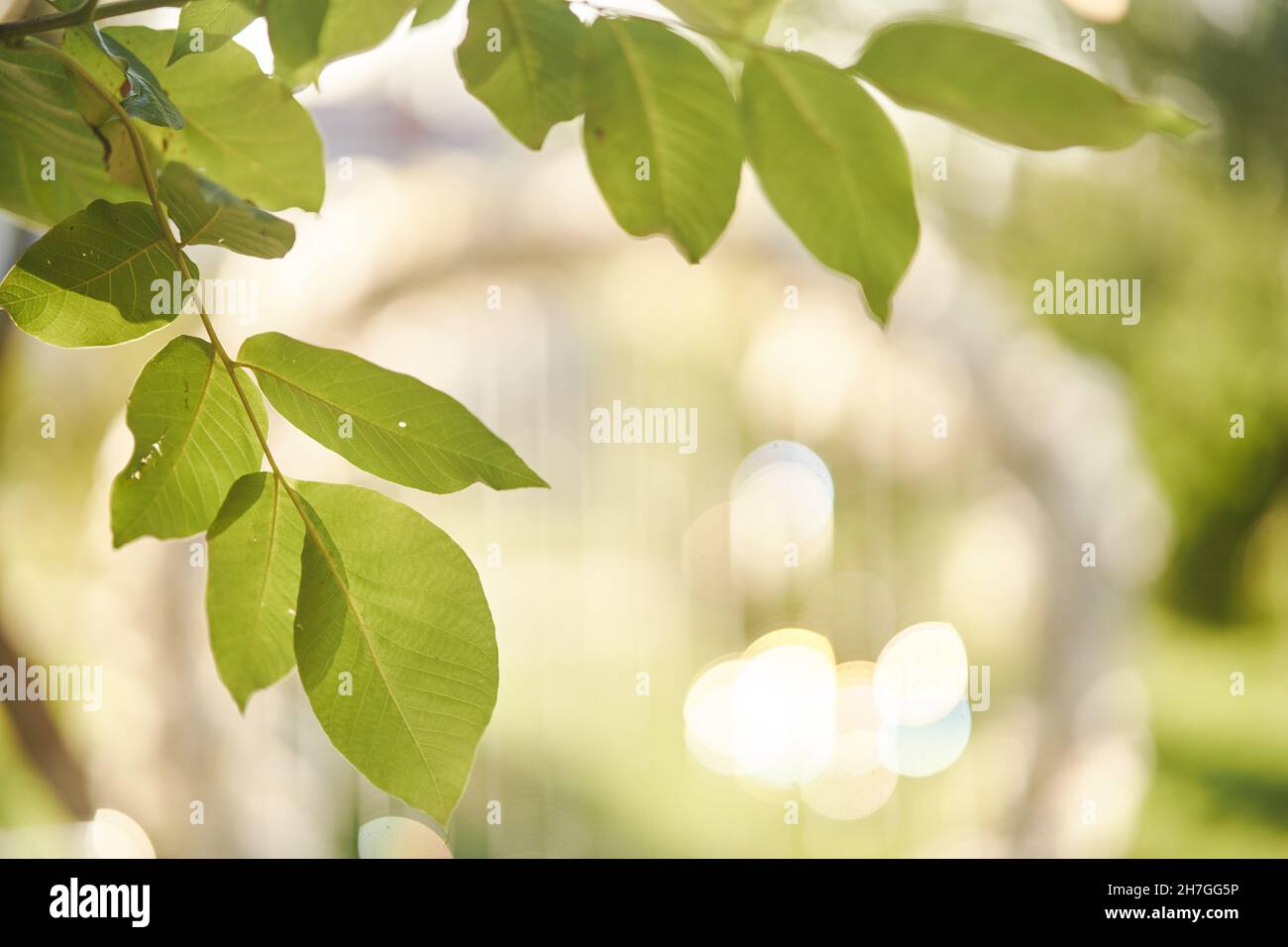Green leaves illuminated soft hi-res stock photography and images - Alamy