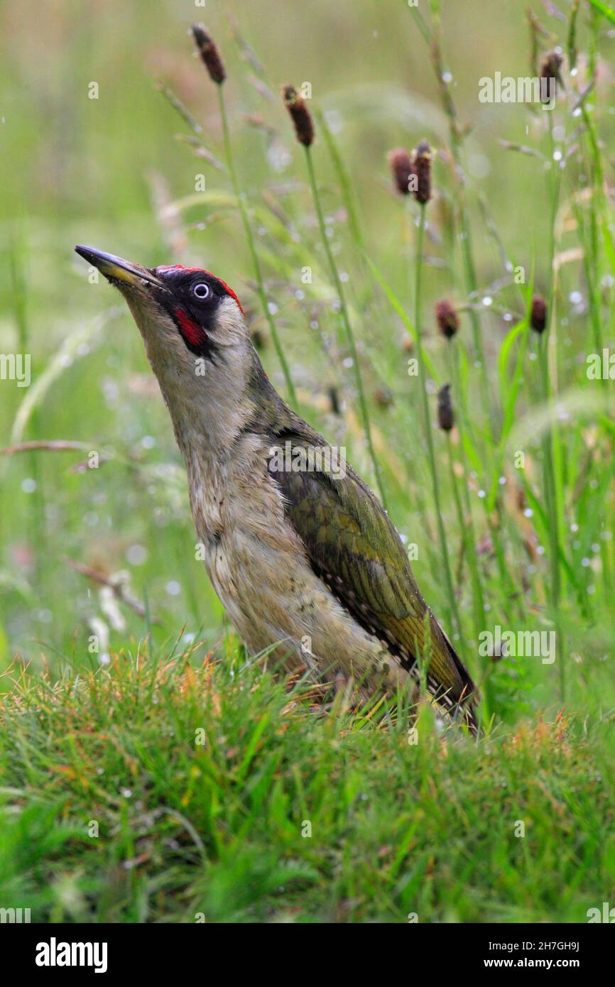 GREEN WOODPECKER (Picus viridis) foraging in wet grass near an ant nest, UK. Stock Photo