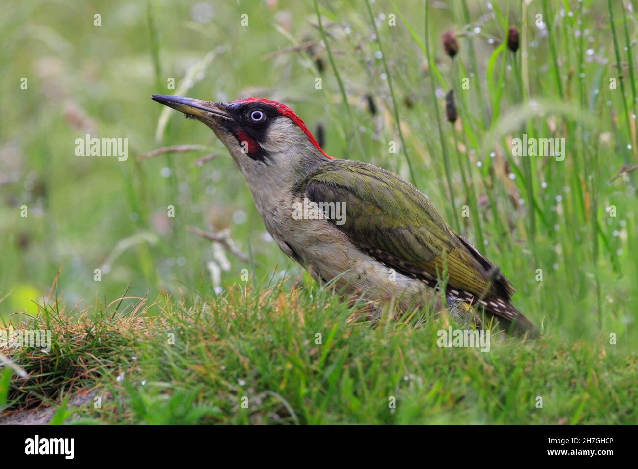 GREEN WOODPECKER, UK. Stock Photo