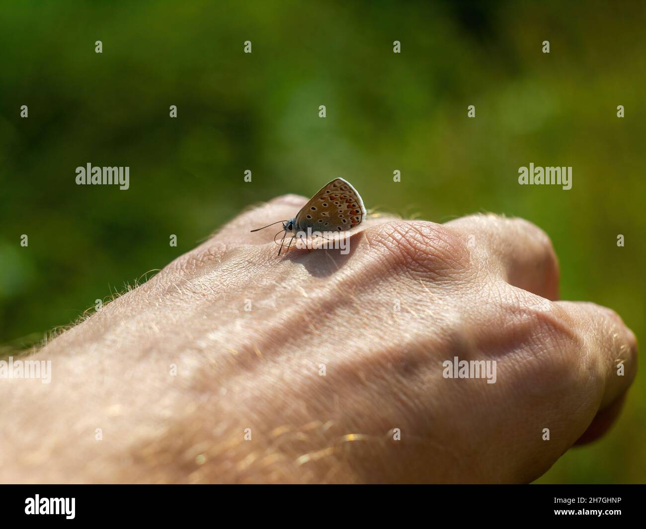 a small butterfly sits on the arm, in summer Stock Photo