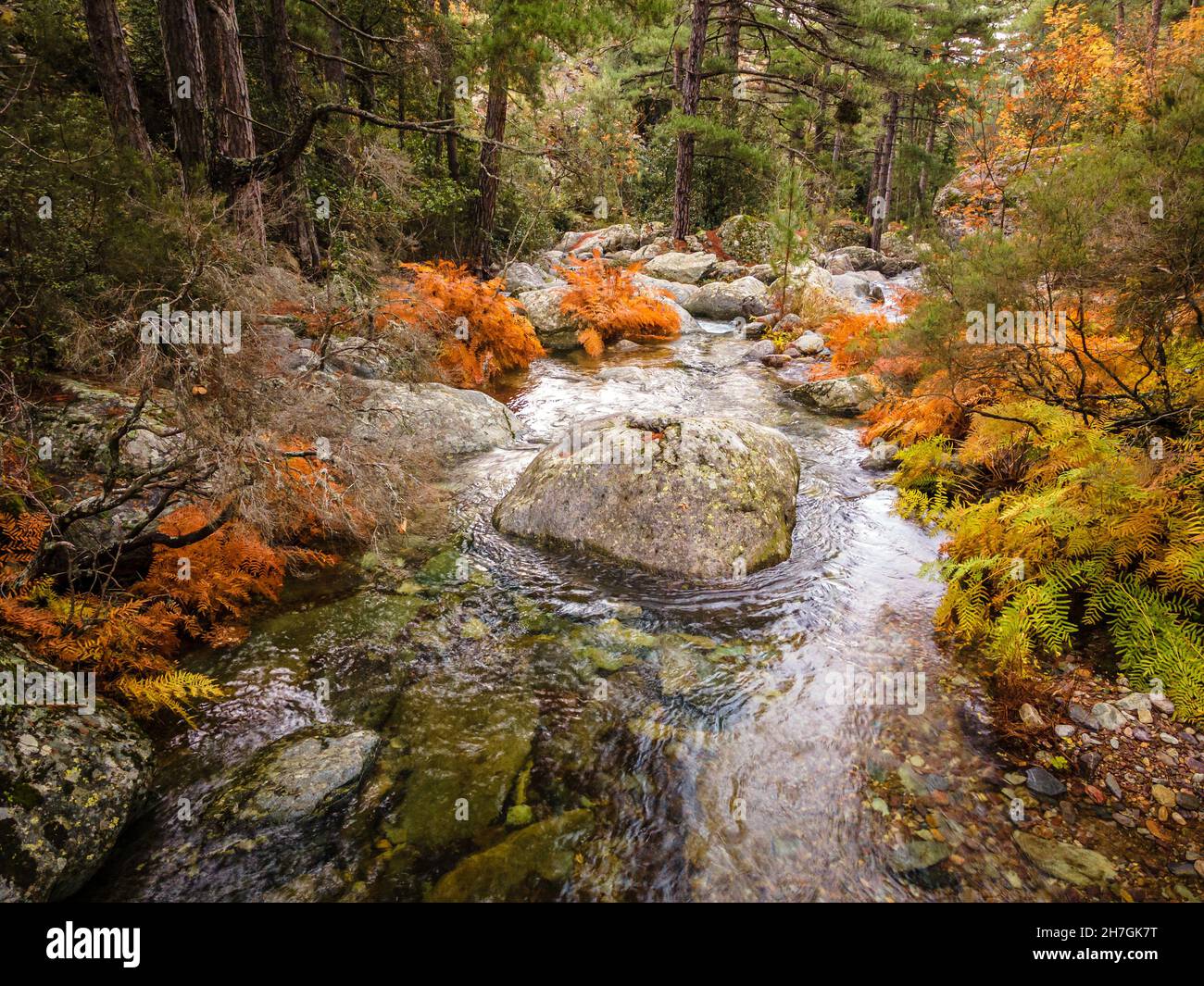 a-river-flowing-through-brightly-coloured-autumn-ferns-and-pine-trees