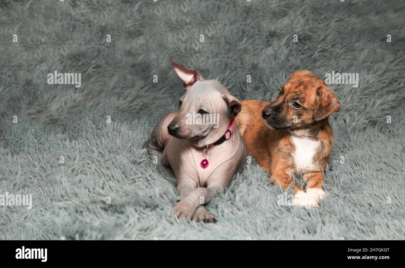 Two little sister puppies cuddled up to each other The concept of family friendship, mutual understanding, love, kindness and care. Stock Photo