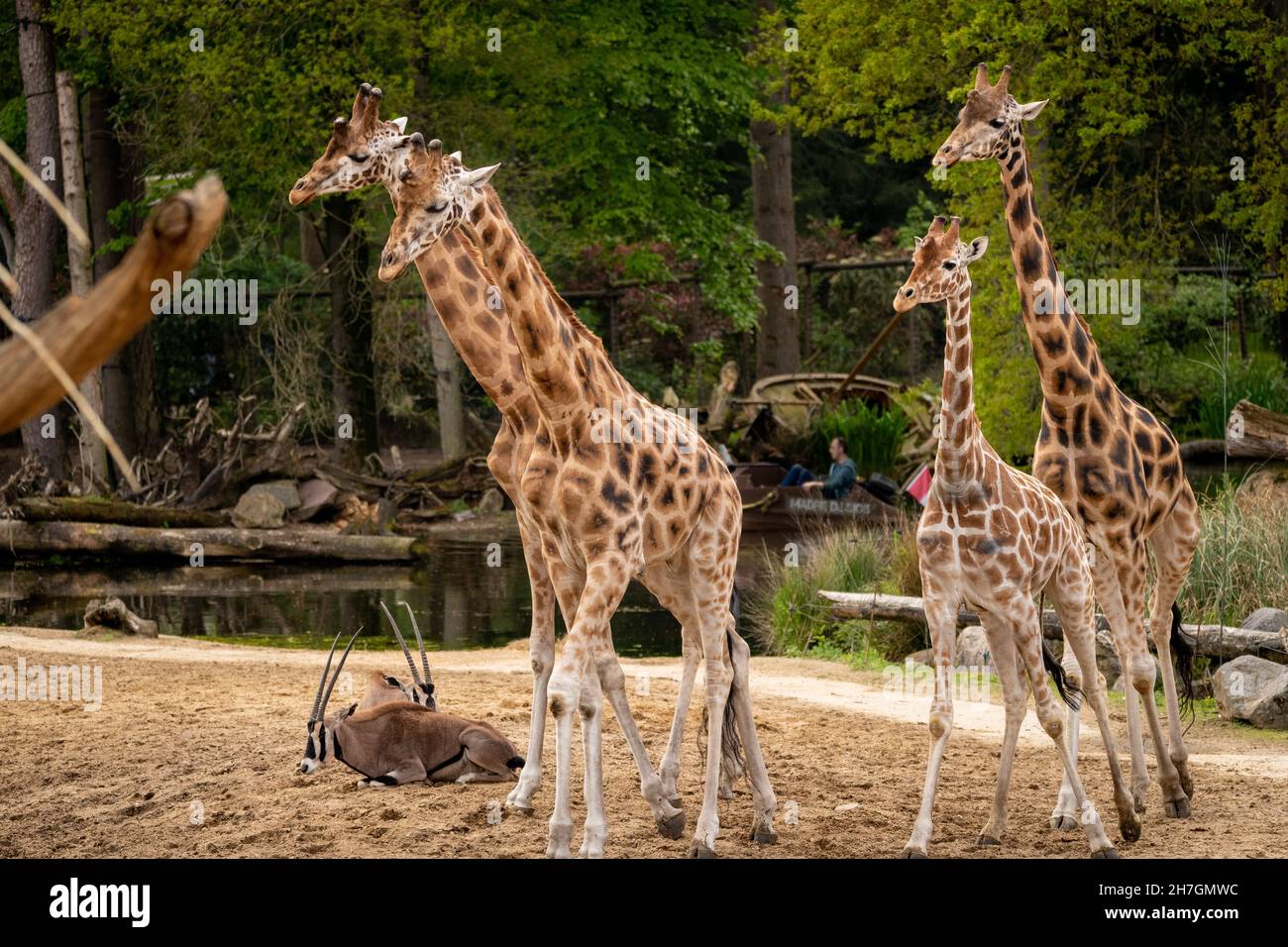 group-of-giraffes-at-the-zoo-stock-photo-alamy