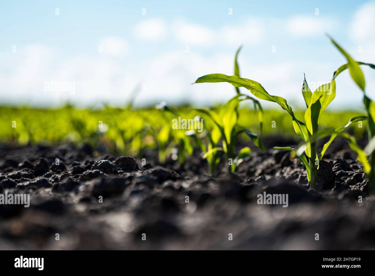 Rows of young corn plants growing on a fertile field with dark soil ...