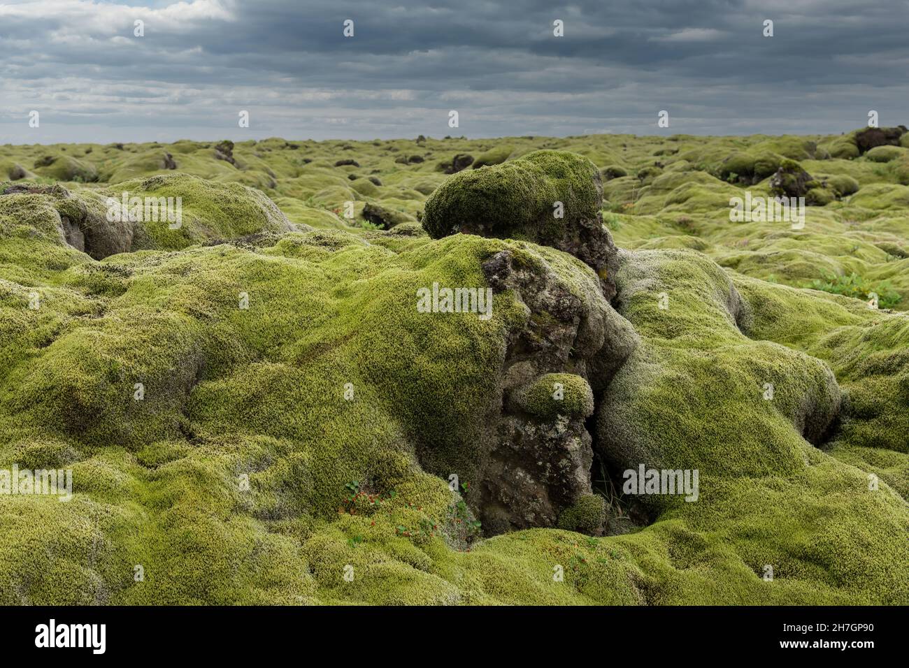 Low angle view over a landscape with lava rock in Iceland that is completely covered by a thick and cosy blanket of Icelandic moss, or Cetraria island Stock Photo
