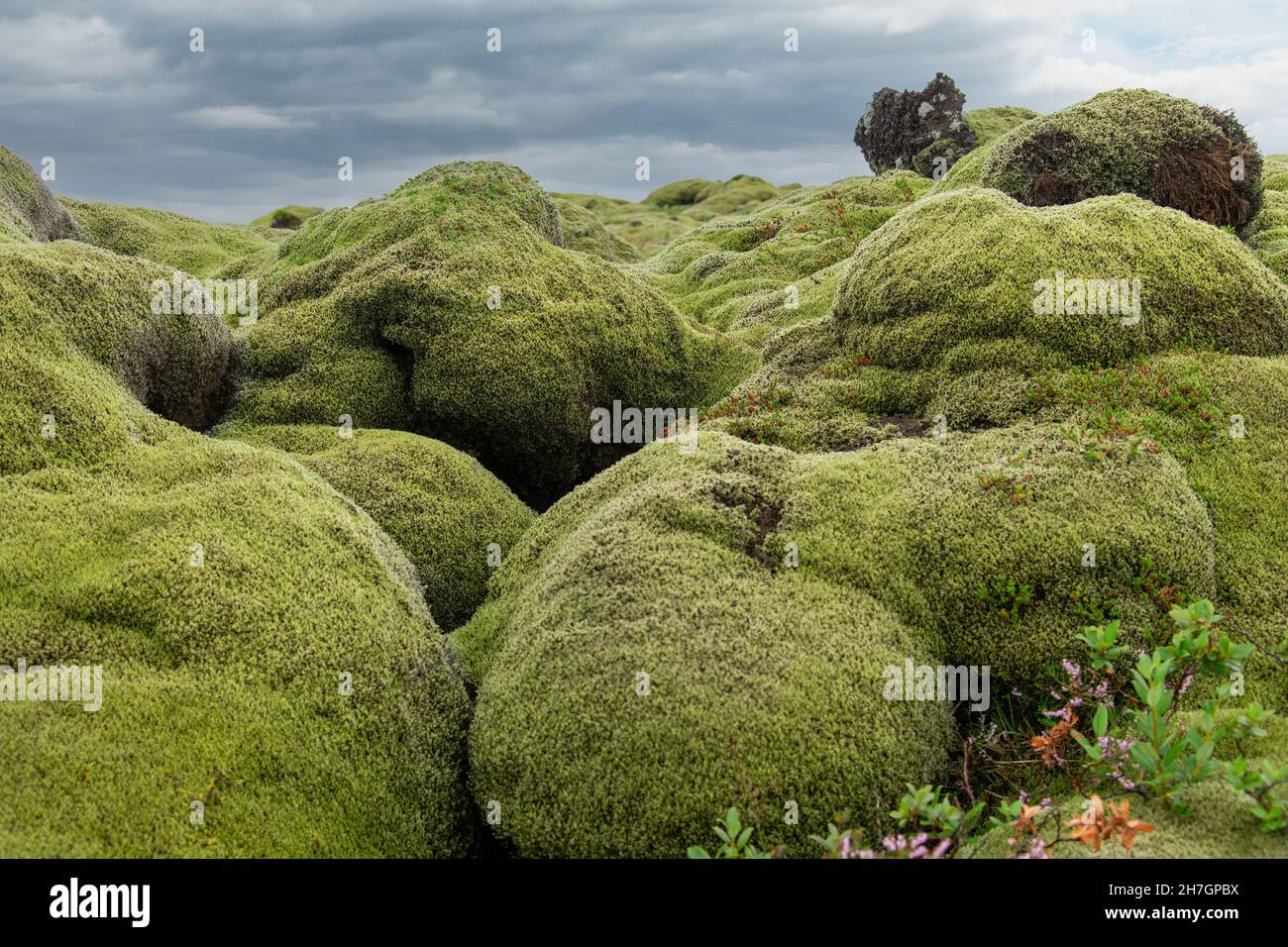 Low angle close up view of lava rock in Iceland that is completely covered by a thick and cosy blanket of Icelandic moss, or Cetraria islandica Stock Photo
