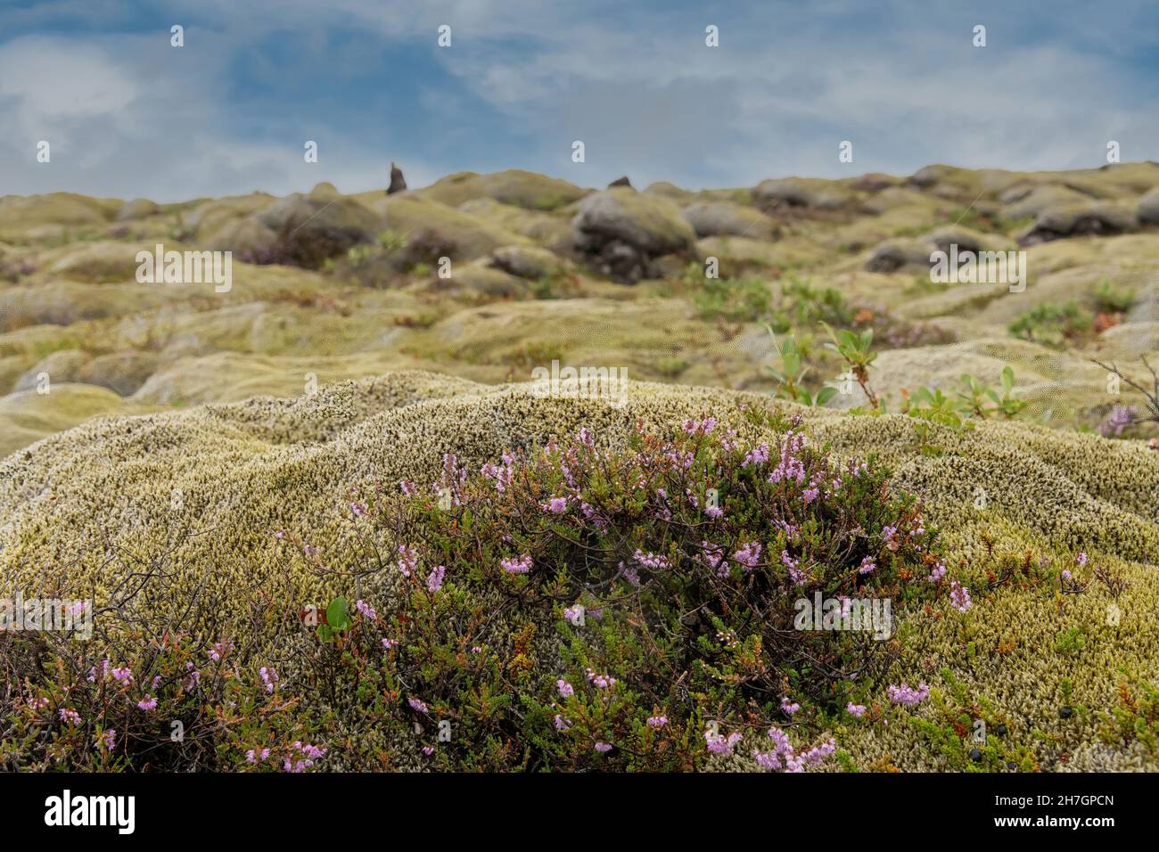 Close up view of blooming common heather or Calluna vulgaris on lava rock in Iceland, with background selected focus Stock Photo