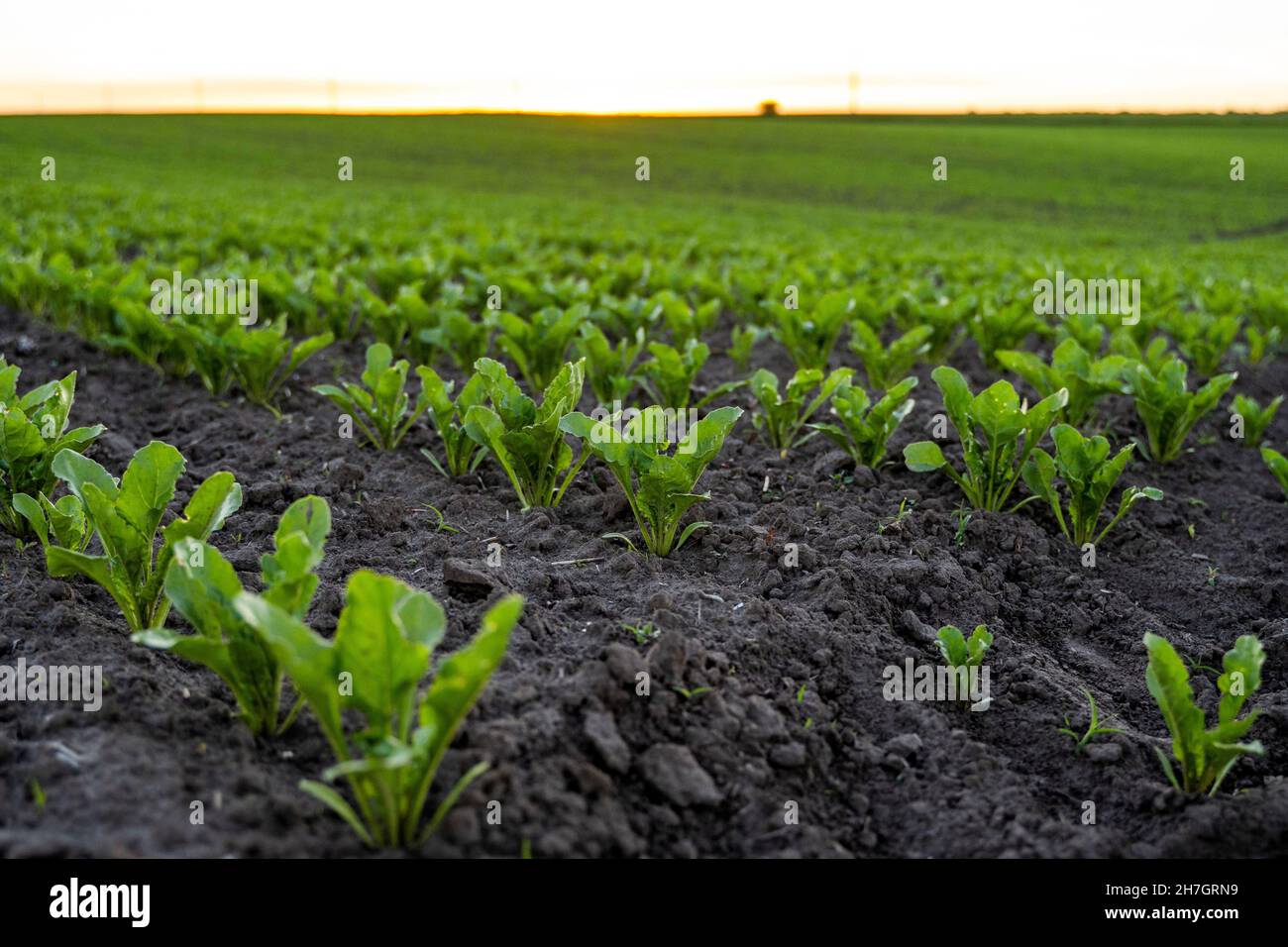 Straight rows of sugar beets growing in a soil in perspective on an