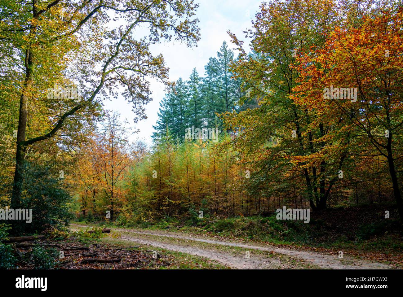 Sunny autumn day in the forest between Putten and Ermelo, Netherlands Stock Photo