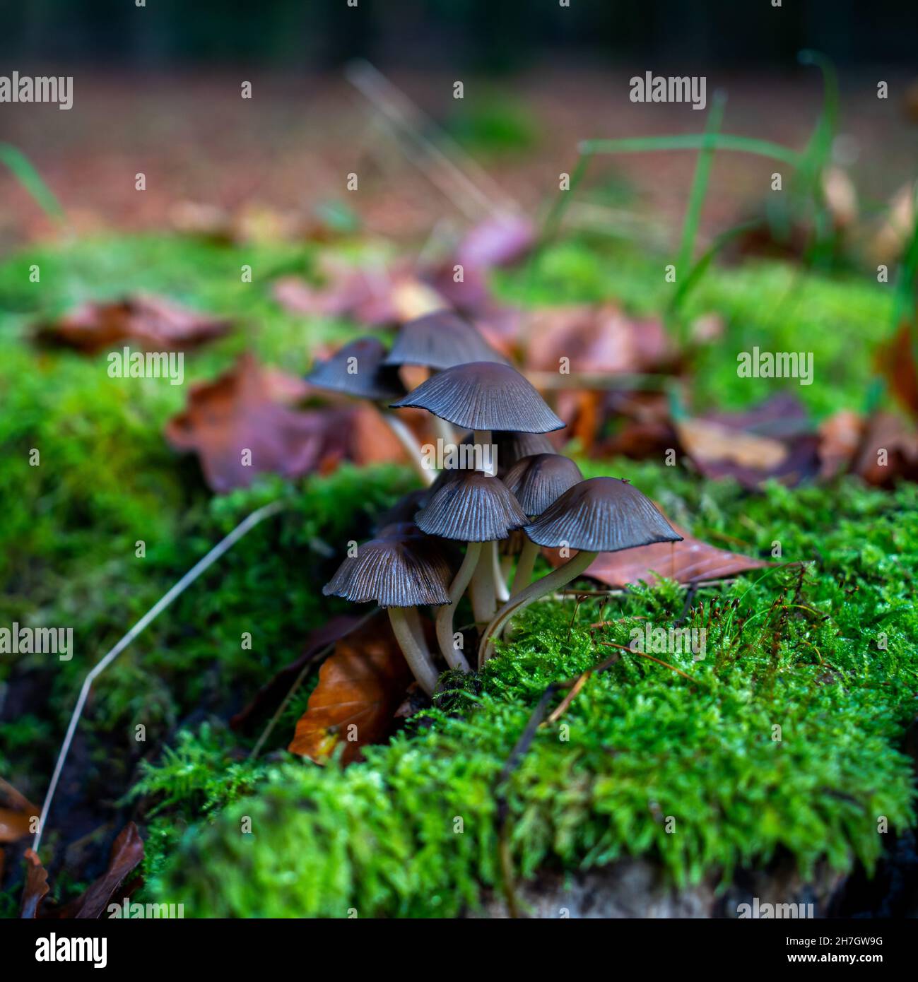 Close up of Glistening Inkcap mushroom (Coprinellus micaceus) Stock Photo