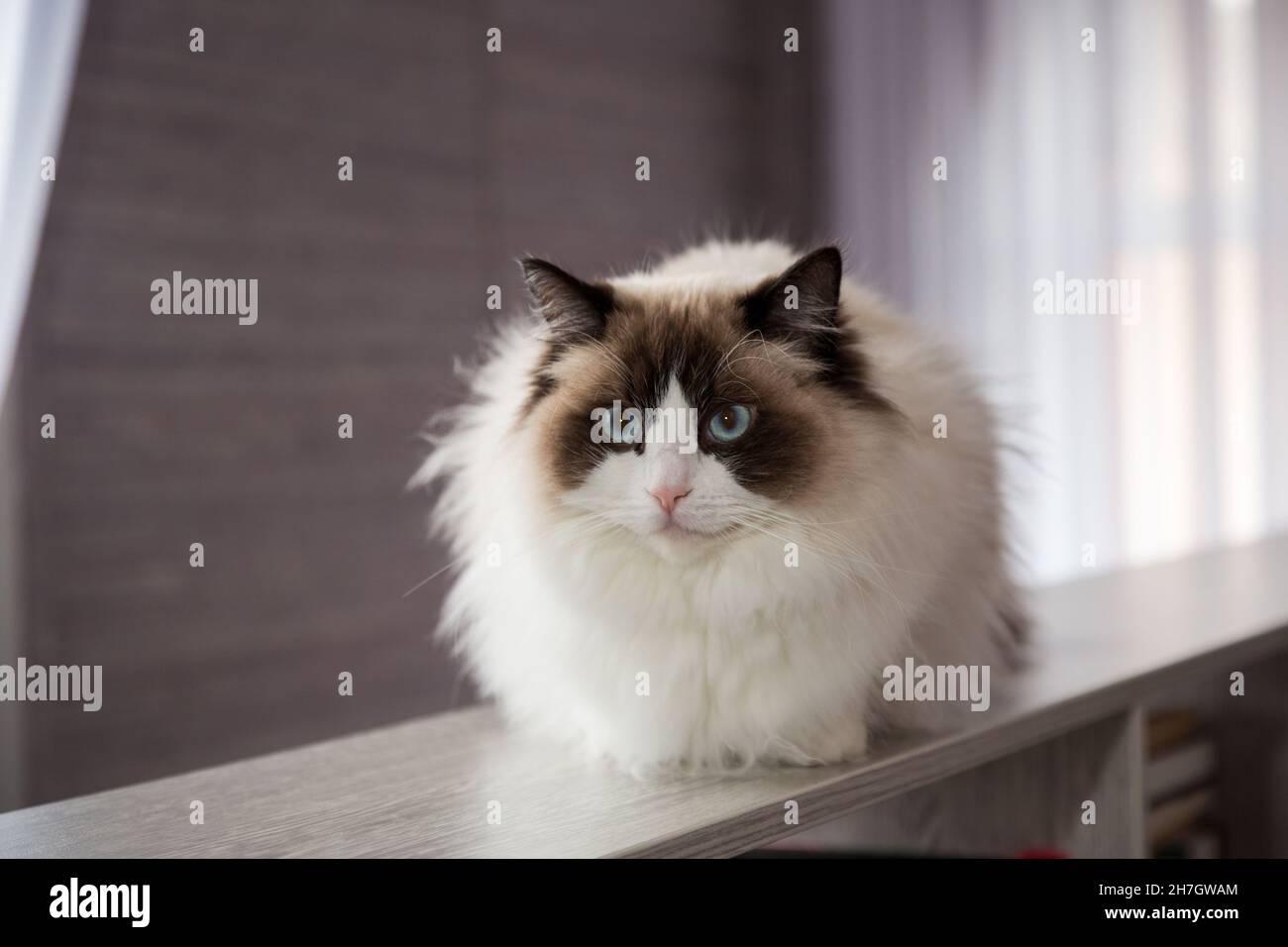 Young beautiful purebred Ragdoll cat at home Stock Photo - Alamy
