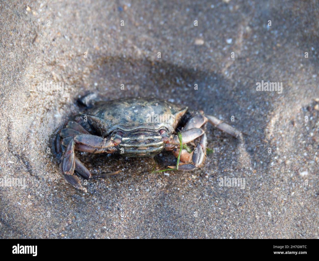 Saltwater shore crab Carcinus maenus on beach, north Devon, England. Stock Photo