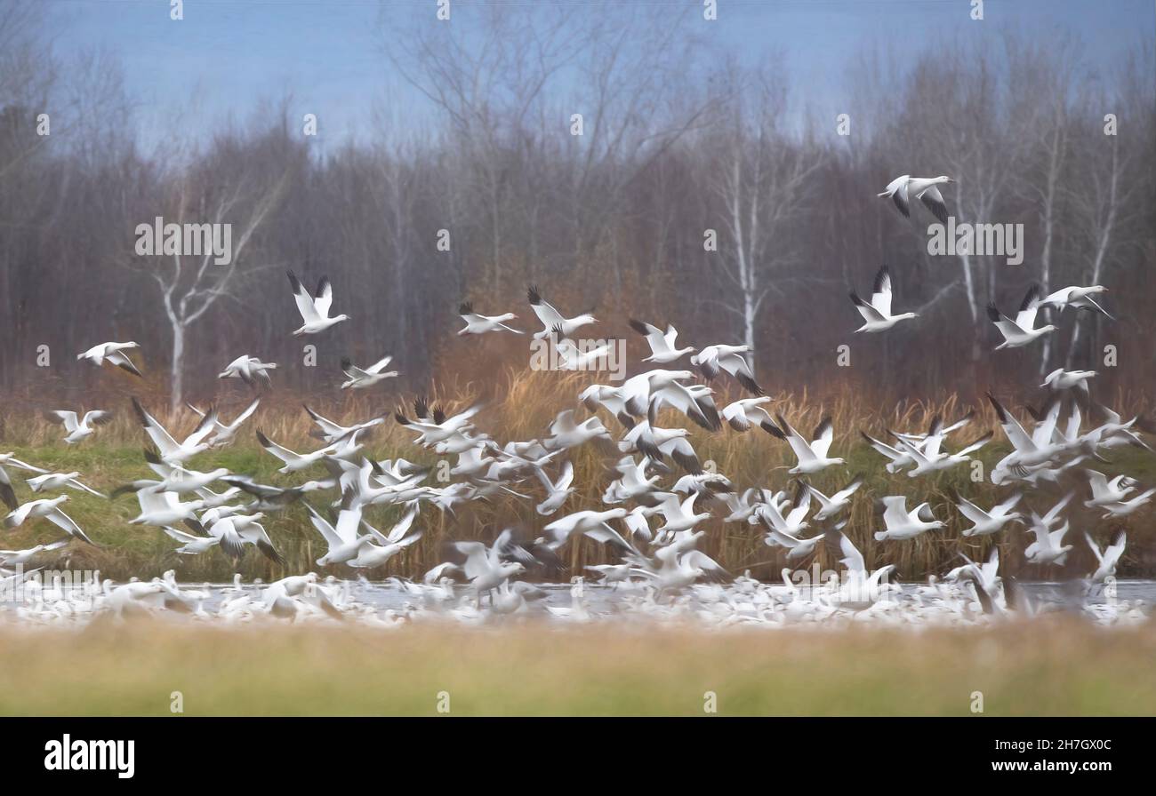 A flock of migrating snow geese heading north in autumn in Canada Stock Photo