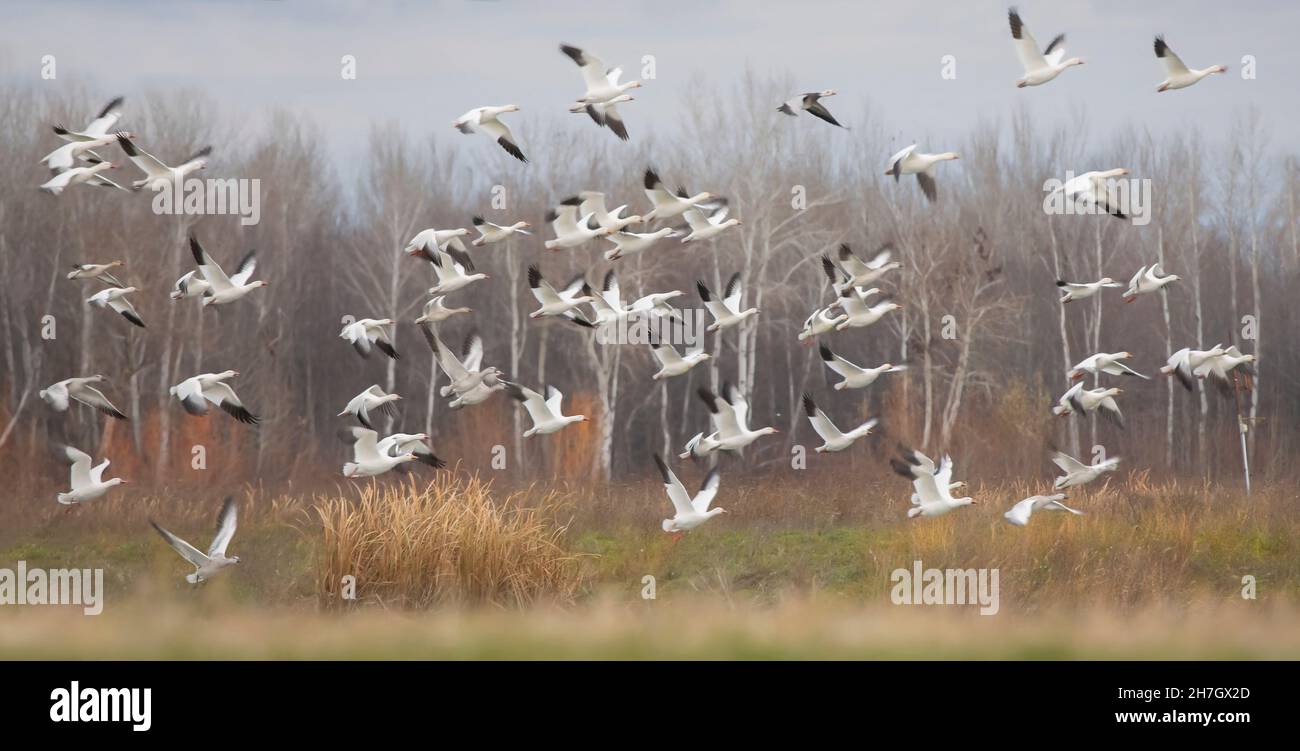 A flock of migrating snow geese heading north in autumn in Canada Stock Photo