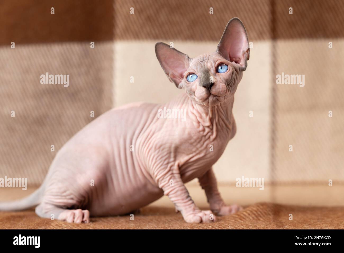 Hairless Side High Resolution Stock Photography and Images - Alamy