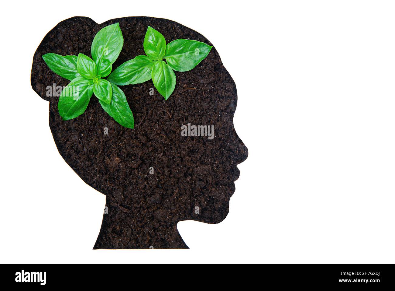 Two young plants in the soil coming through the woman's head shaped paper cut-out. Stock Photo