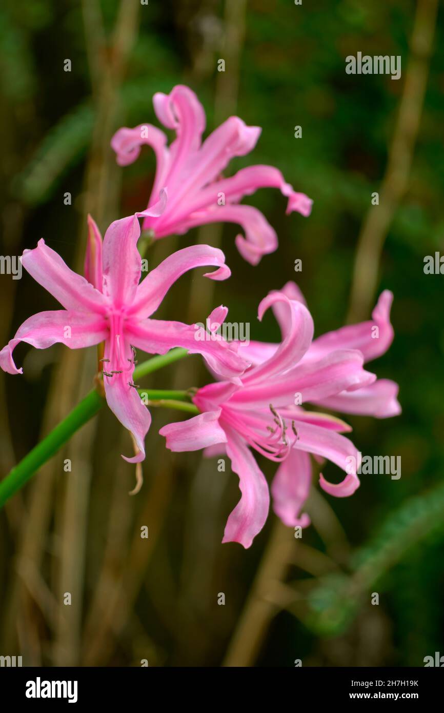 Nerine Bowdenii Lily flowers, known as Bowden lily, Guernsey lily, Cape flower, Nerine bowdenii & Cornish lily. These flowers bloom in late October. Stock Photo