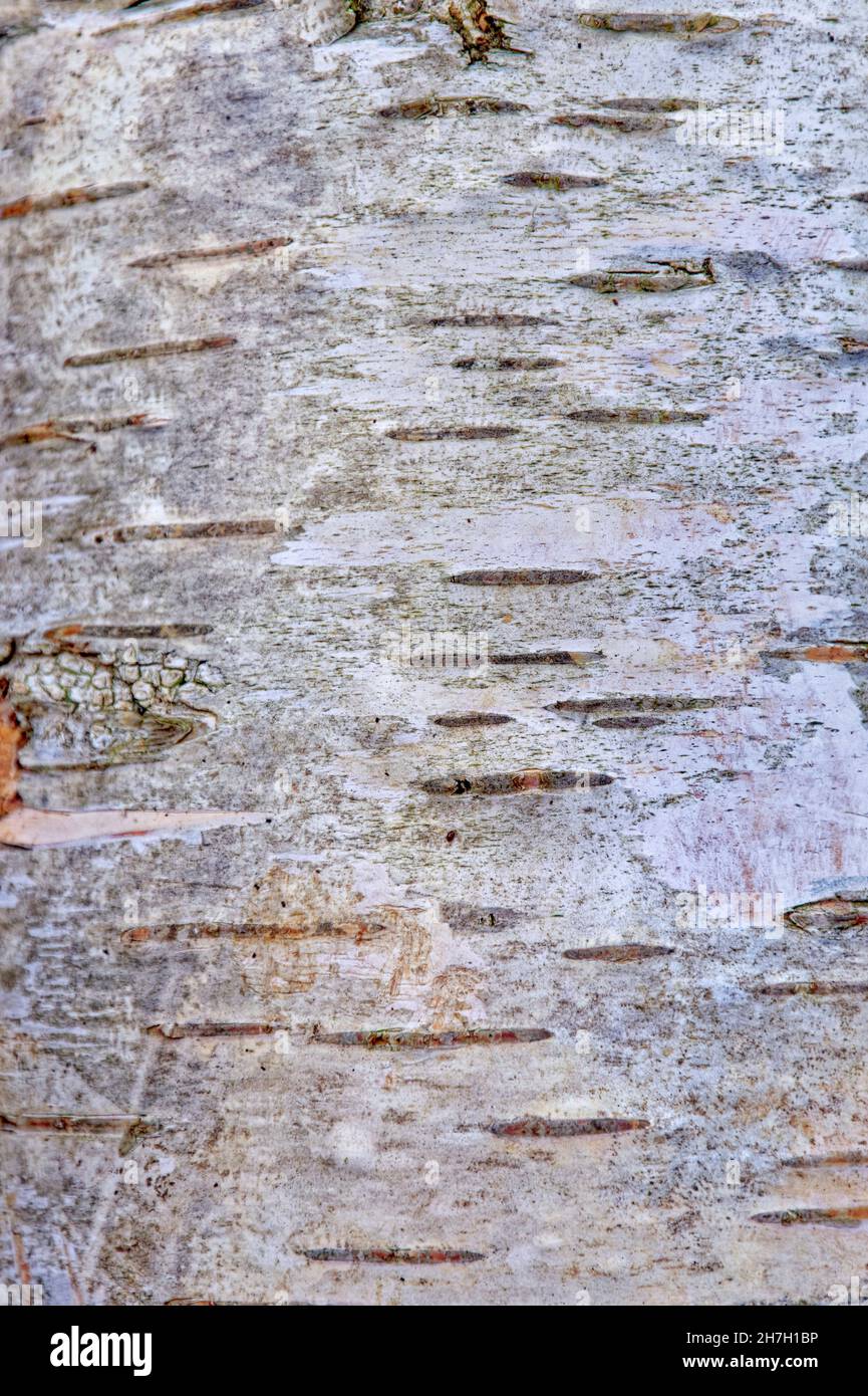 Silver Birch Bark. Stock Photo