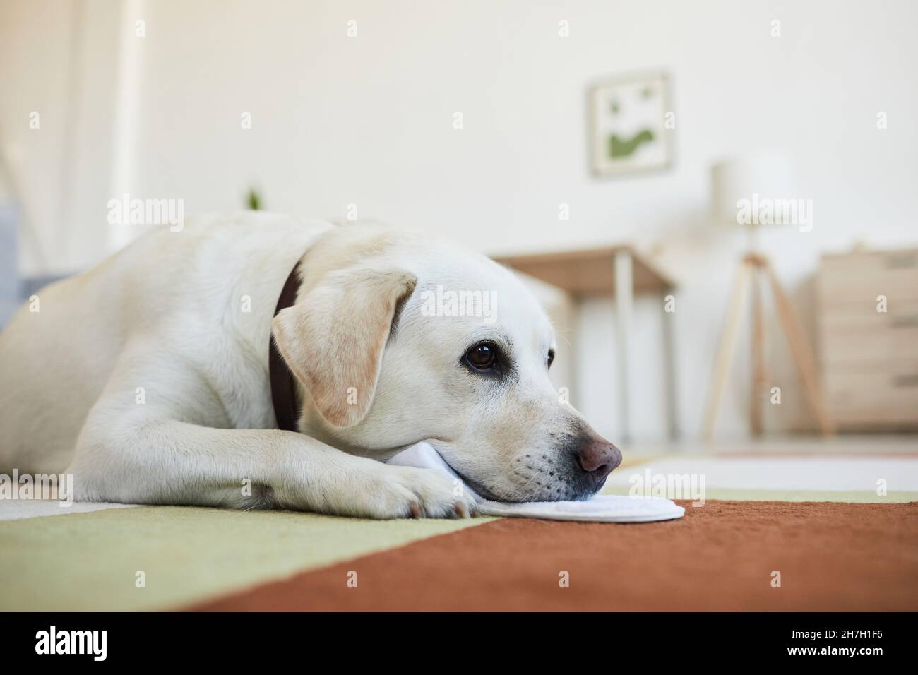 Side view portrait of cute white dog lying on carpet in cozy home interior and looking away with puppy eyes, copy space Stock Photo