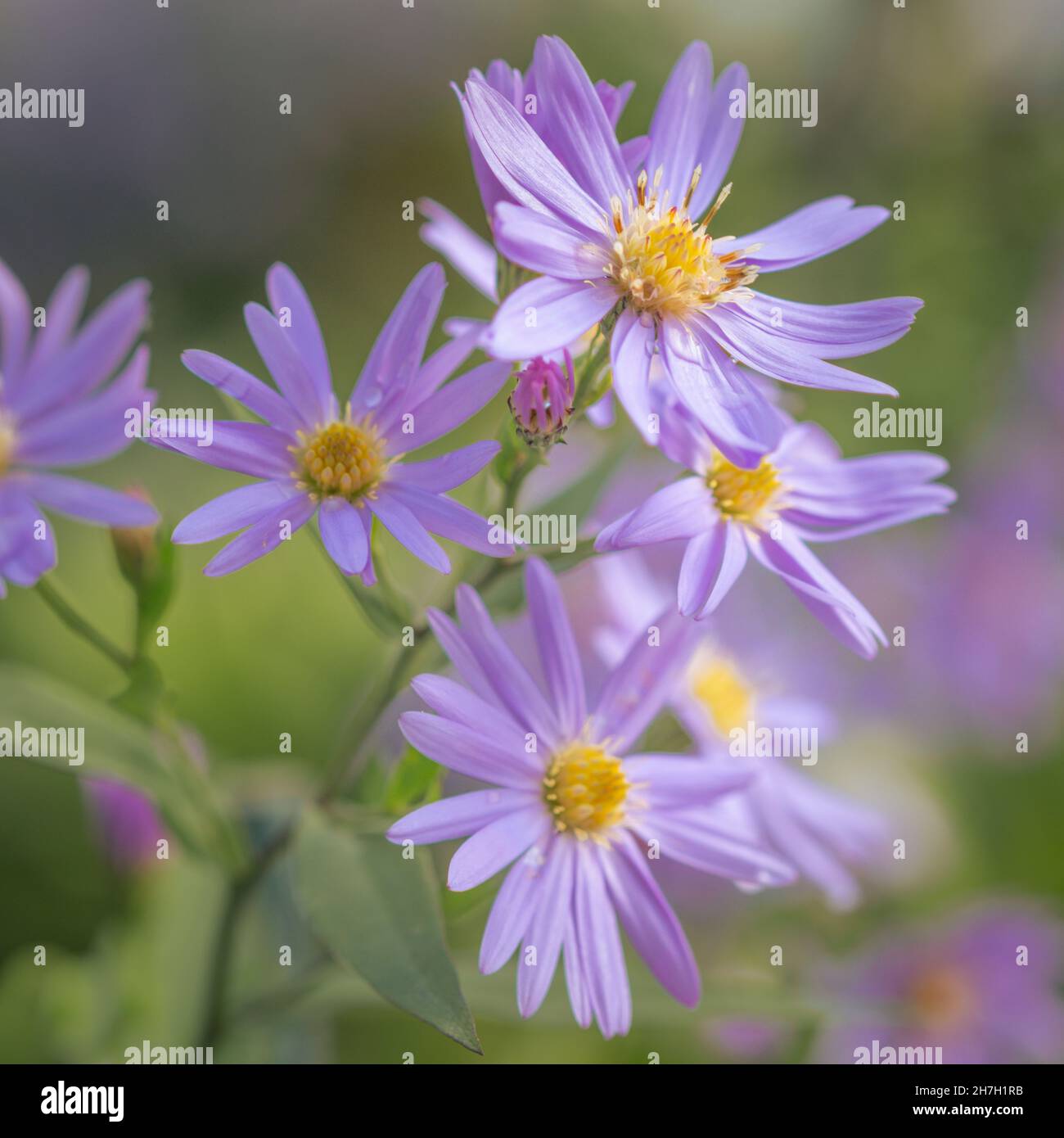 Autumn aster flowers of Aster Cordifolius Little Carlow Stock Photo