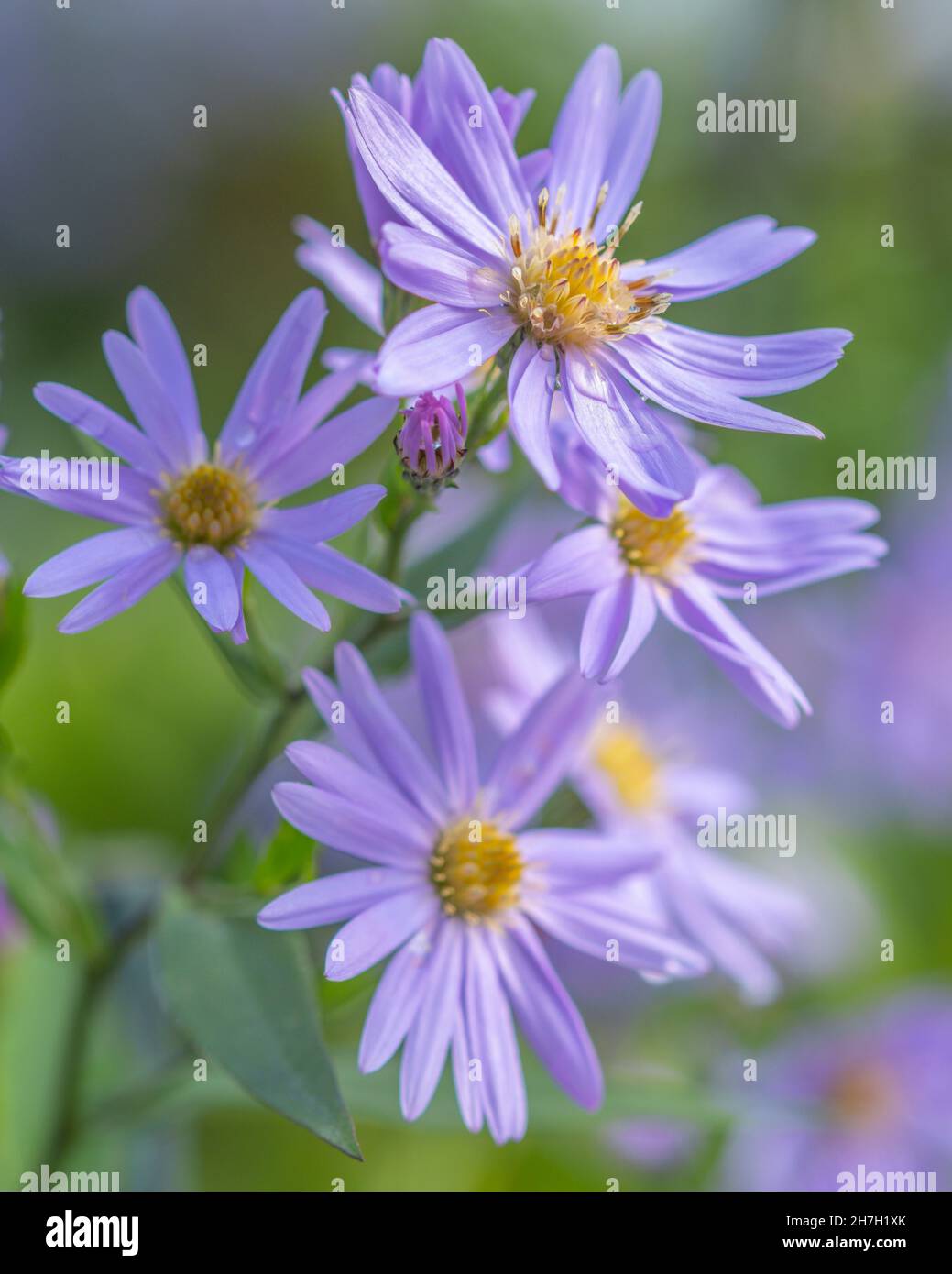 Autumn aster flowers of Aster Cordifolius Little Carlow. Stock Photo