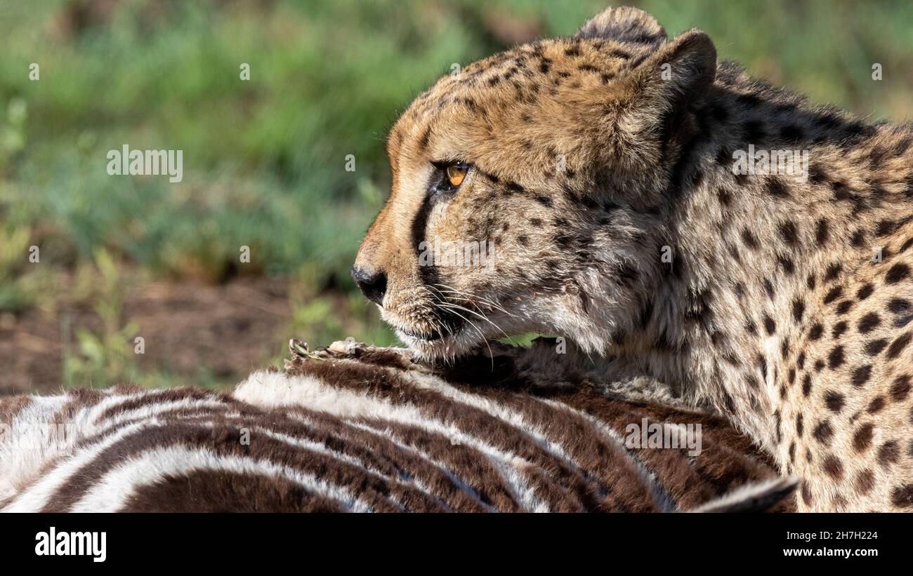 Cheetah Hunting Zebra