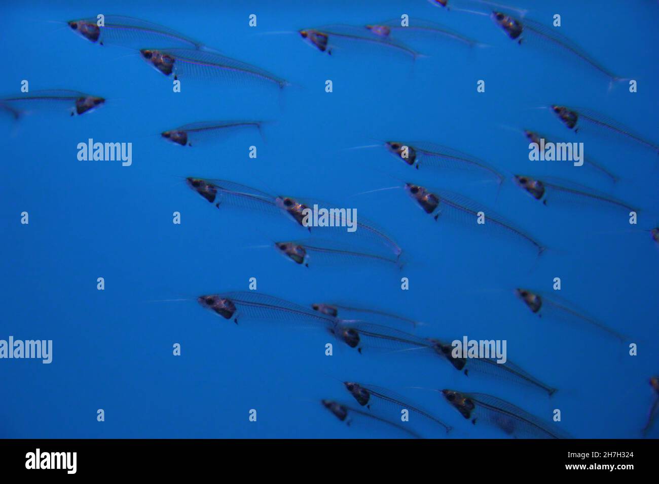 Small fishes in blue sea water. Stock Photo