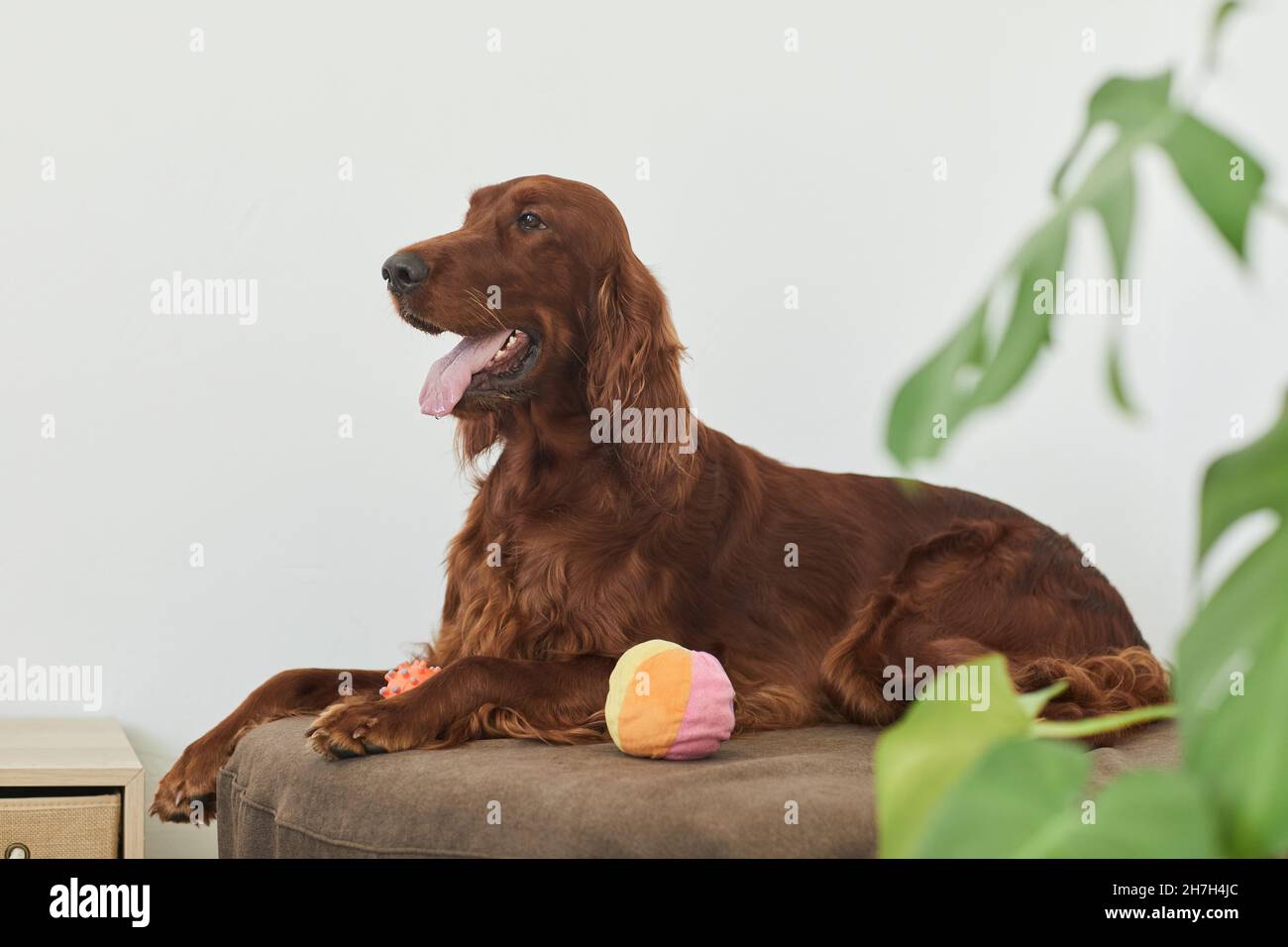 Side view portrait of beautiful Irish setter dog lying on dog bed in