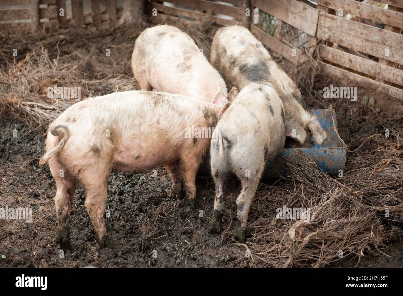 Little pigs eat their food in a pigsty. Stock Photo