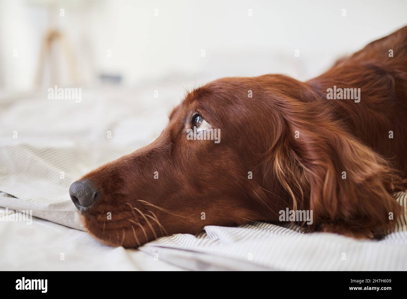 Side view portrait of cute Irish Setter dog lying on bed with puppy