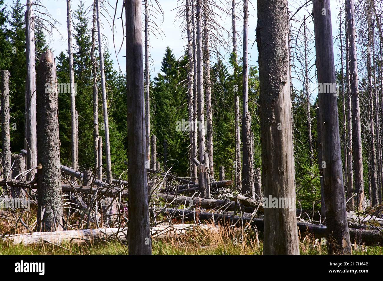 Deforestation - Germany Harz in 2018 Stock Photo