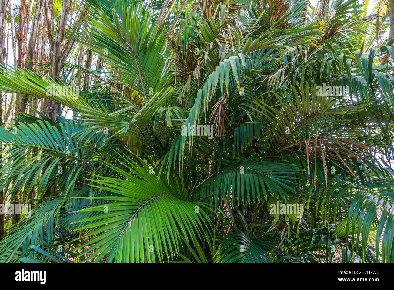 Dwarf sugar palm a.k.a. Formosa palm (Arenga engleri), native to Taiwan and Japan's Ryukyu Islands - Florida, USA Stock Photo