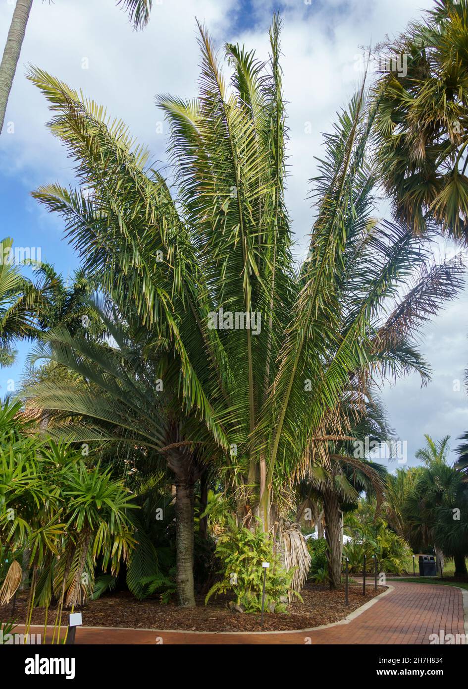 Cohune palm a.k.a. rain tree (Attalea cohune), native to Mexico and Central America - Florida, USA Stock Photo