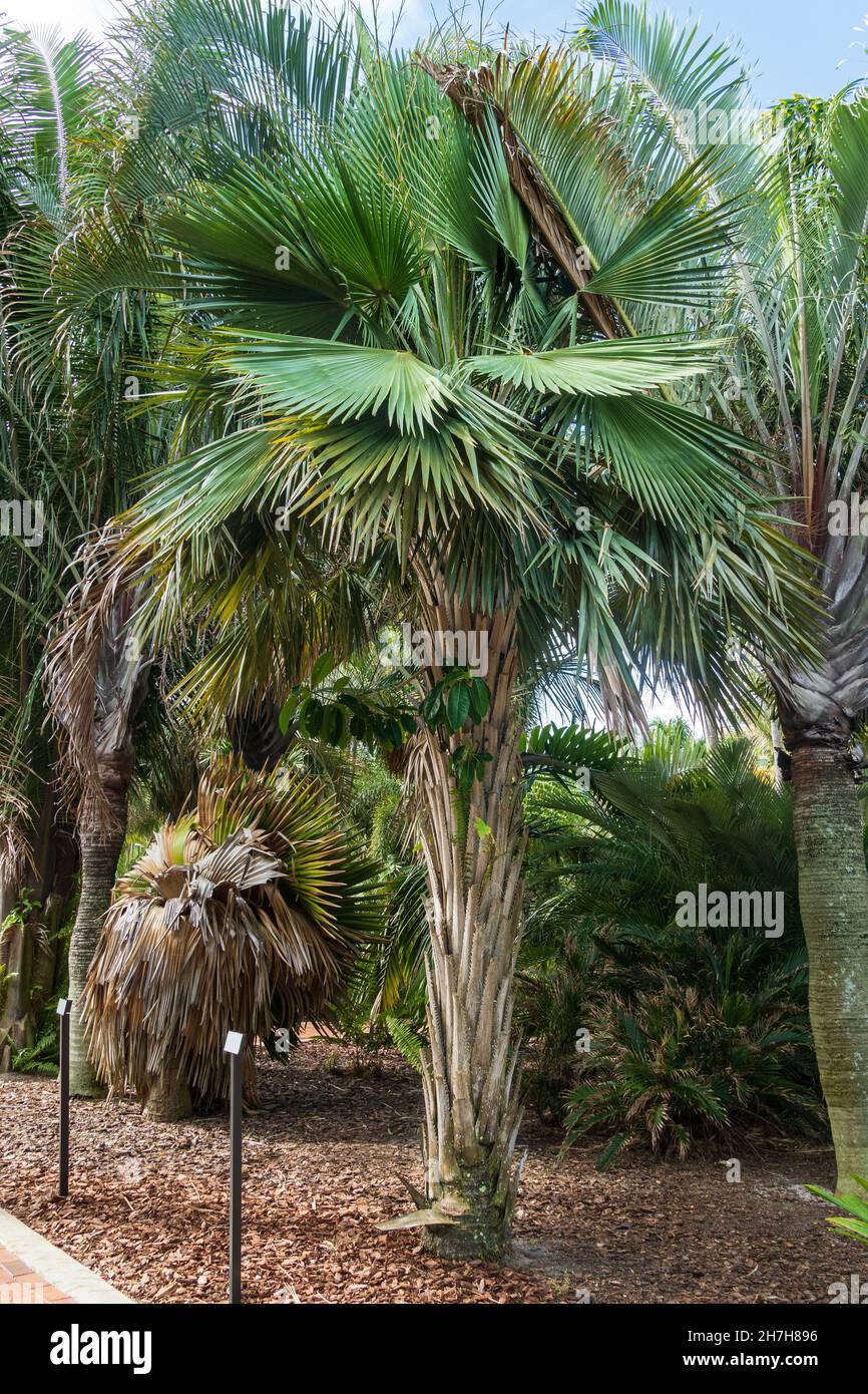 Palm tree, species Copernicia hospita, endemic to Cuba - Florida, USA Stock Photo