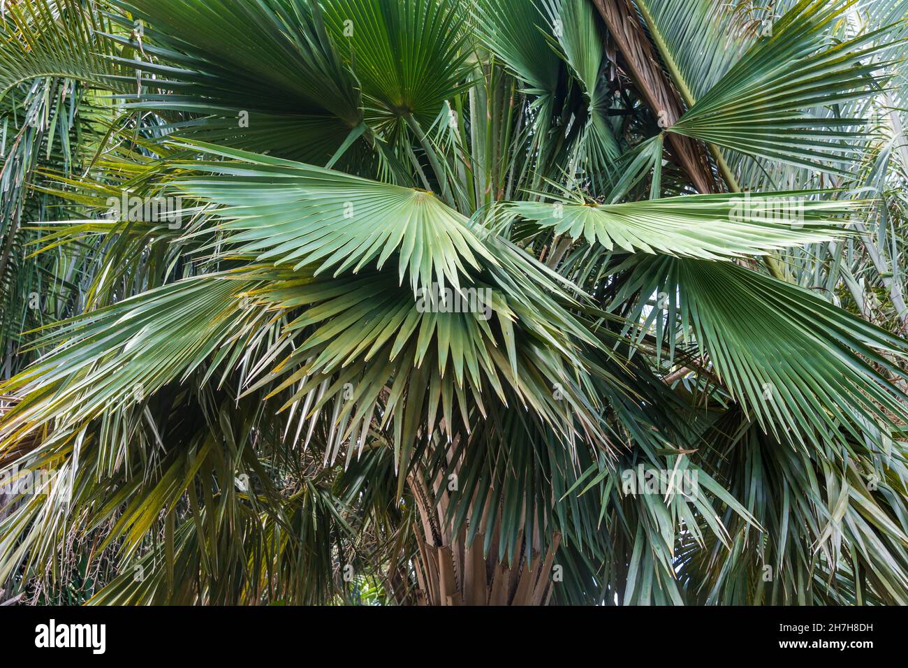 Closeup of palm tree species Copernicia hospita, endemic to Cuba - Florida, USA Stock Photo