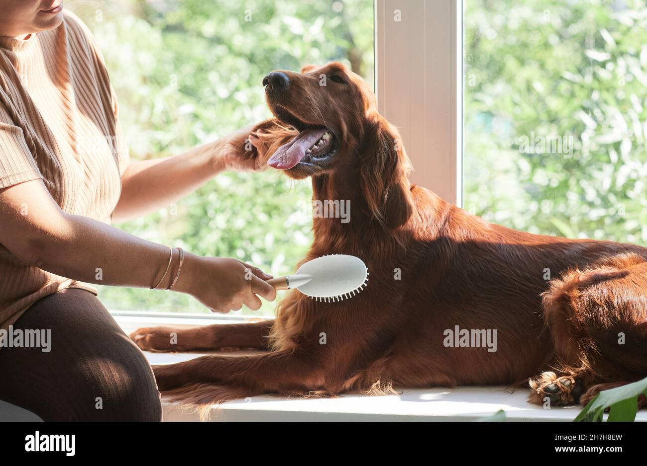 Woman brushing big long haired dog by window lit by sunlight Stock
