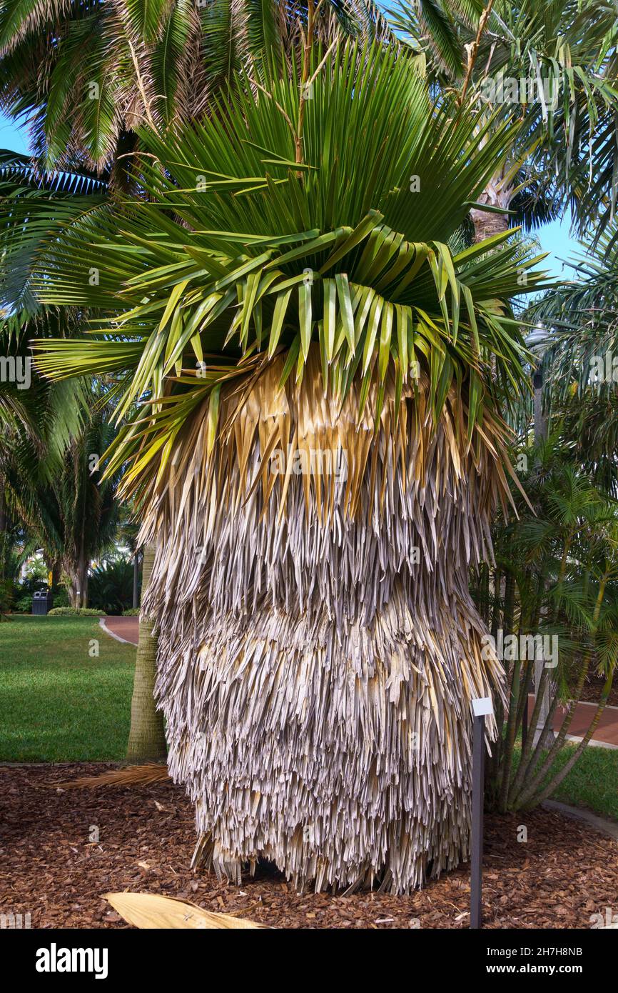 Cuban petticoat palm (Copernicia macroglossa) Florida, USA Stock