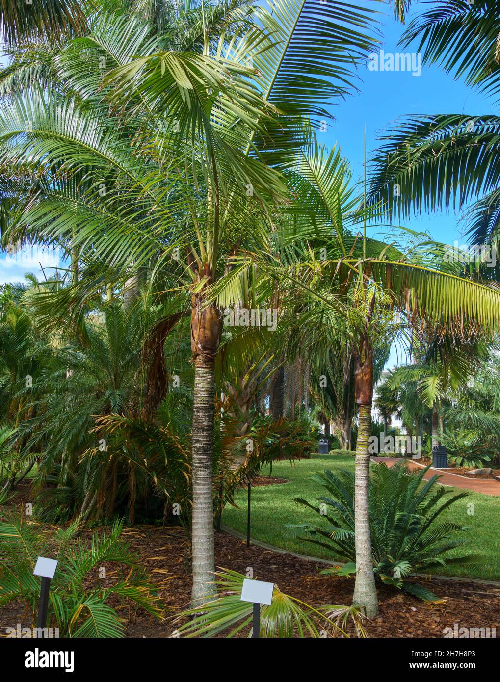 Red neck palm (Dypsis lastelliana), endemic to Madagascar Florida