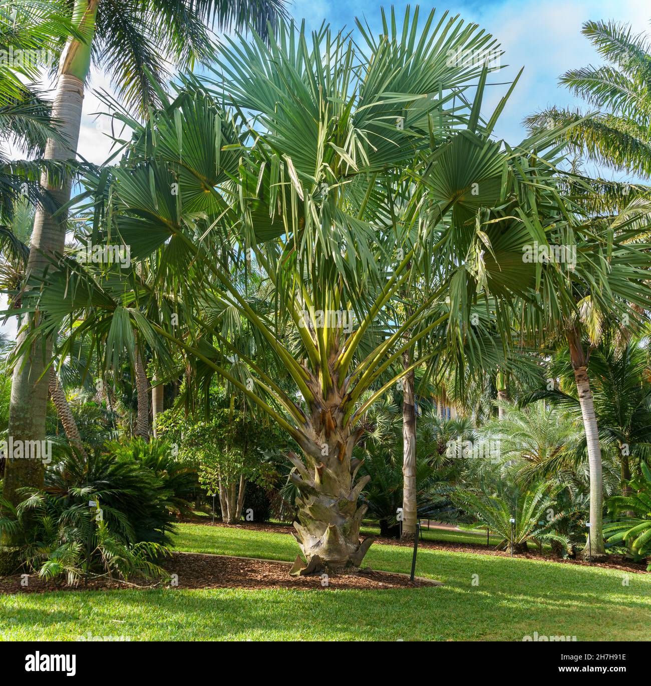 Cabbage palm a.k.a. gebang palm (Corypha utan) - Florida, USA Stock Photo